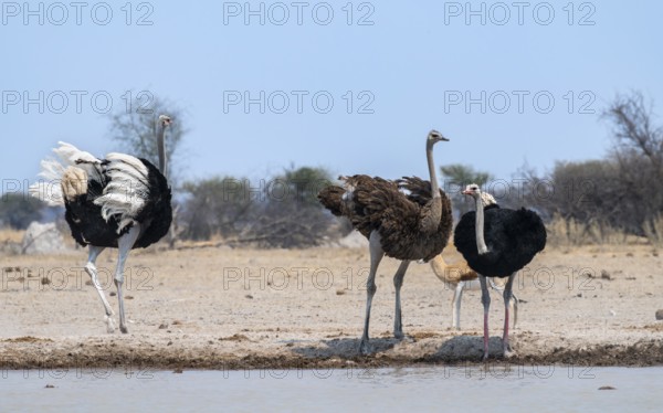 Common ostrich (Struthio camelus), two adult males and one female drinking at a waterhole, Nxai Pan