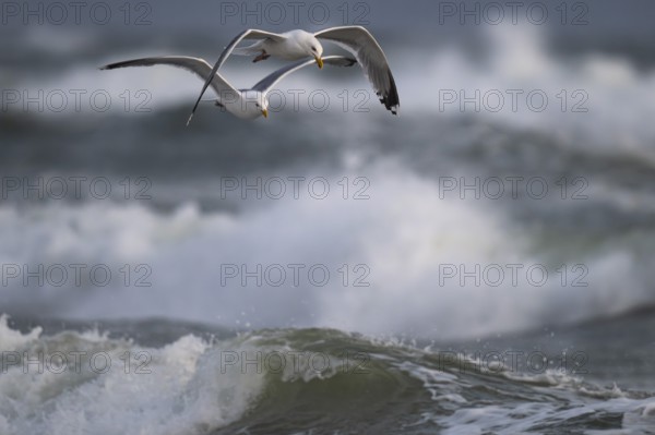 Herring gulls (Larus argentatus) in flight over the surf looking for starfish, Hvide Sande, North