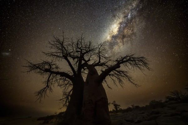 Silhouette of a baobab tree with starry sky and Milky Way, African baobab (Adansonia digitata),