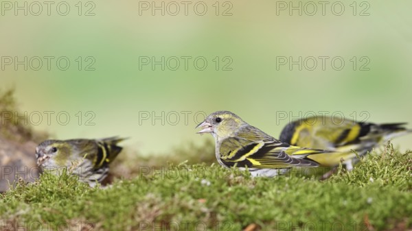 Siskin (Carduelis spinus), female sitting on moss, mossy ground, Wilnsdorf, North Rhine-Westphalia,