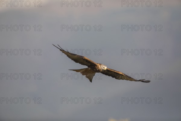 Red kite (Milvus milvus), Extremadura, Castilla La Mancha, Spain