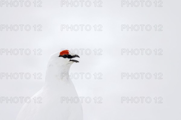 Rock ptarmigan (Lagopus muta hyperborea) male with red eyebrows showing white winter camouflage