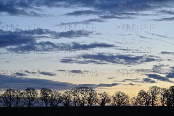 Silhouette of a row of trees at dawn, Lower Rhine, North Rhine-Westphalia, Germany