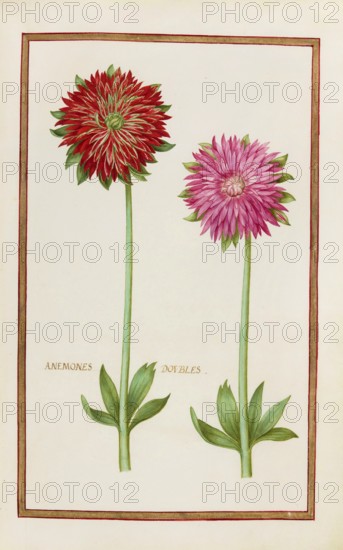 Anemone doubles, double anemone, historical, digitally enhanced reproduction from Theatrum florae