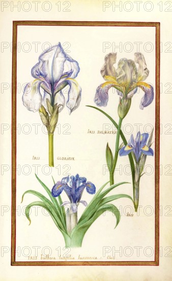 Iris, iris, historical, digitally enhanced reproduction from Theatrum florae (1624) by Daniel Rabel