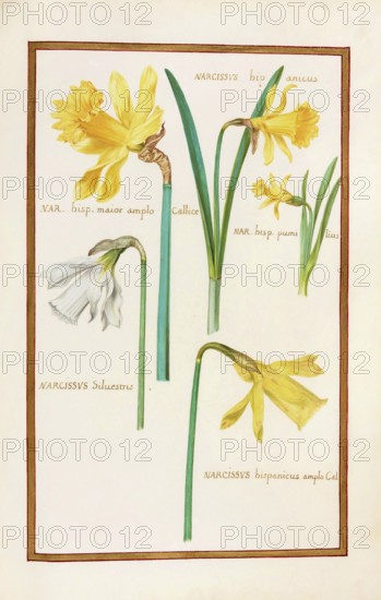Narcissus, Narcissus, historical, digitally enhanced reproduction from Theatrum florae (1624) by