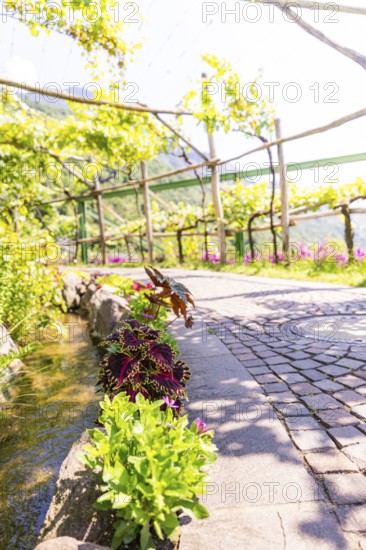 Stone path in a sunny garden with lush greenery and flowers, Botanical Garden, The Gardens of