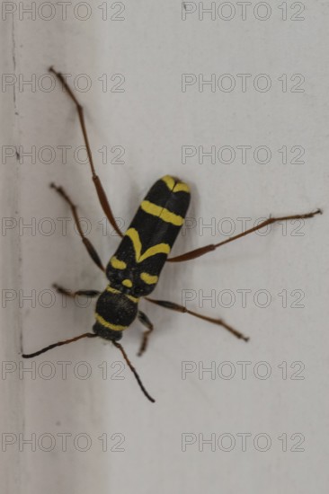 Common ram (Clytus arietis), North Rhine-Westphalia, Germany