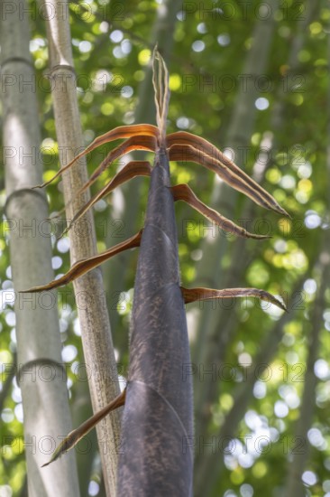Bamboo (Phyllostachys), young shoots, Lombardy, Italy