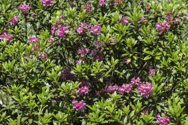 Alpine rose (Rhododendron ferrugineum), Veneto, Italy