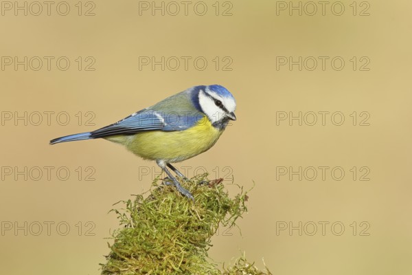 Blue tit (Parus caeruleus), sitting on moss-covered dead wood, Wilnsdorf, North Rhine-Westphalia,