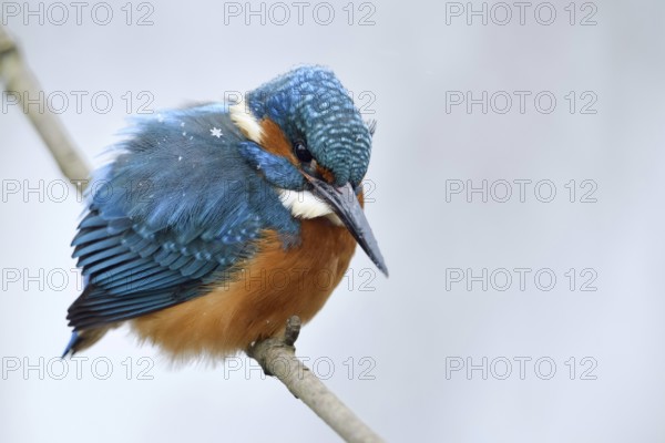 Iridescent blue and orange... Kingfisher (Alcedo atthis), male in winter in the snow, in light