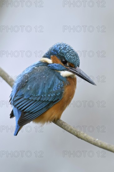 Iridescent blue and orange... Kingfisher (Alcedo atthis), male in winter in the snow, in light