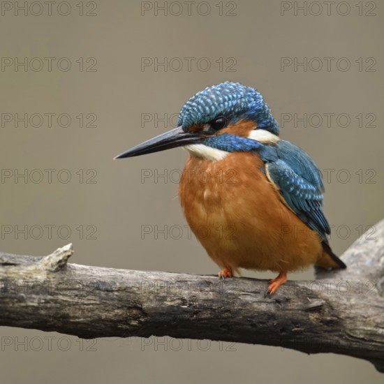 Bright orange breast... Kingfisher (Alcedo atthis), male, adult bird, on perching branch, frontal