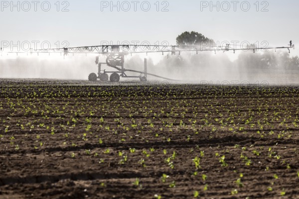 Hot days, little rainfall. Irrigation of young vegetable plants during drought in the fields of