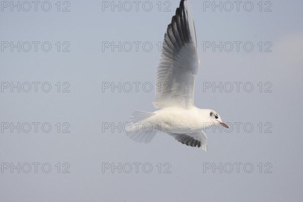 Black-headed Black-headed Gull (Chroicocephalus ridibundus) in a light dress, in gliding flight,