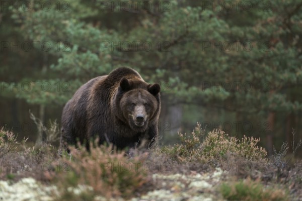 Terrifying... European brown bear (Ursus arctos), adult, particularly strong animal stands in a