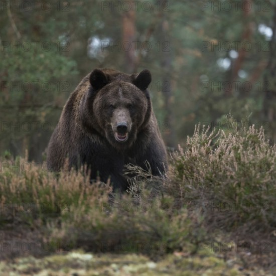Eye contact... European brown bear (Ursus (genus), adult, particularly strong animal, during an