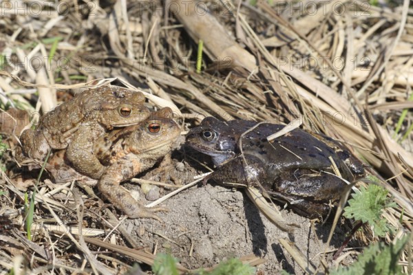 Common toad (Bufo bufo) pair encounters dark Common Frog (Rana temporaria) on the way to spawning