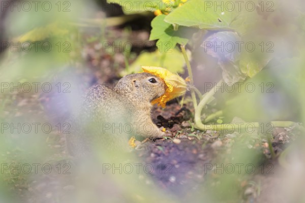 A young European ground squirrel (Spermophilus citellus) or European souslik stands in an