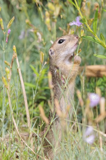 A young European ground squirrel (Spermophilus citellus) or European souslik stands in a meadow