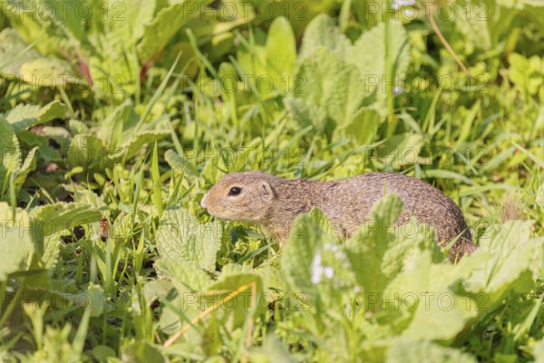An adult European ground squirrel (Spermophilus citellus) or European souslik stands in a meadow