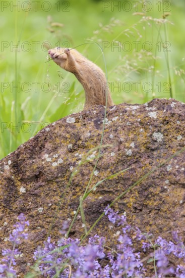 An adult European ground squirrel (Spermophilus citellus) or European souslik stands on a rock in a