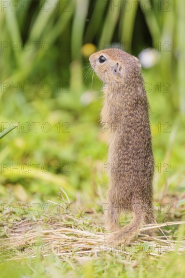 An adult European ground squirrel (Spermophilus citellus) or European souslik stands in a meadow