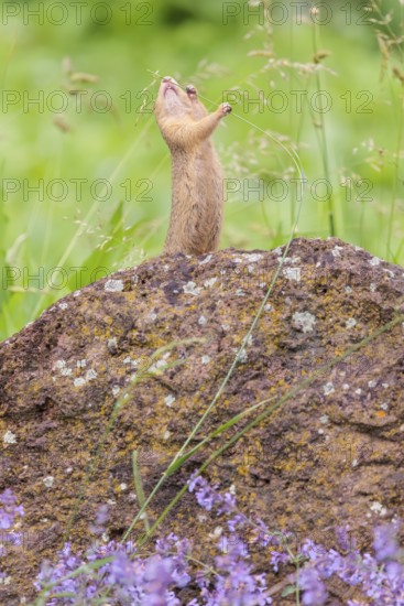 An adult European ground squirrel (Spermophilus citellus) or European souslik stands on a rock in a