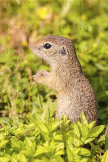 A young European ground squirrel (Spermophilus citellus) or European souslik stands in a meadow