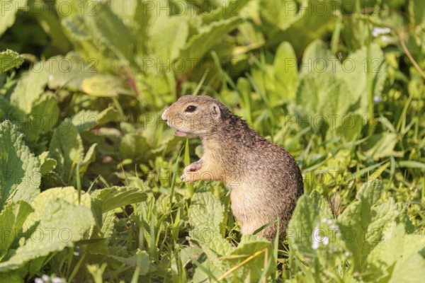 An adult European ground squirrel (Spermophilus citellus) or European souslik stands in a meadow