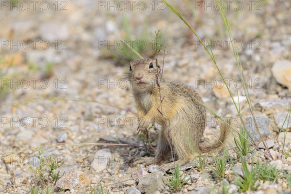 A young European ground squirrel (Spermophilus citellus) or European souslik stands on a gravel