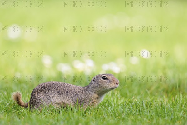 An adult European ground squirrel (Spermophilus citellus) or European souslik lies on a mowed green