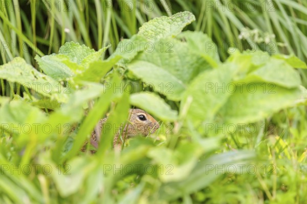 An adult European ground squirrel (Spermophilus citellus) or European souslik stands in a meadow