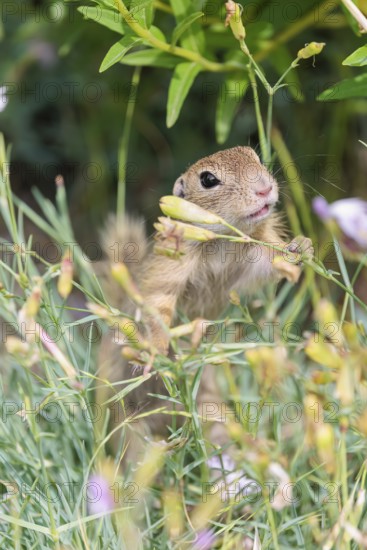 A young European ground squirrel (Spermophilus citellus) or European souslik stands in a meadow