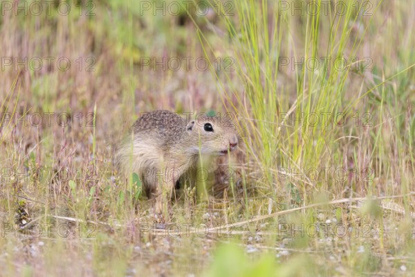 A young European ground squirrel (Spermophilus citellus) or European souslik stands on a gravel