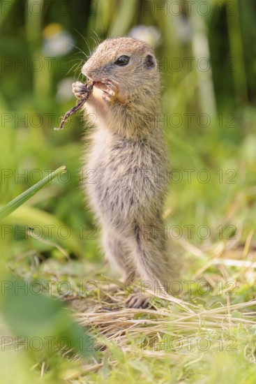 A young European ground squirrel (Spermophilus citellus) or European souslik stands in a meadow