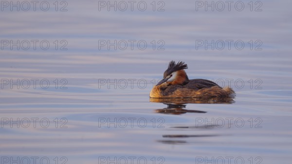 A great crested grebe (Podiceps Scalloped ribbonfish) swimming on the Steinhuder Meer, animal