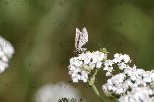 Lattice bug (Chiasmia clathrata), common yarrow (Achillea millefolium), bug, summer, nature,