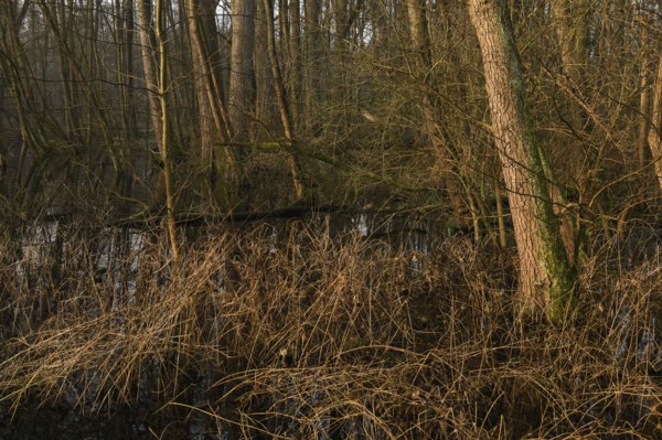 In the quarry forest, swamp forest... Meerbusch (Lanker Bruch), swampy alluvial forest with alders,