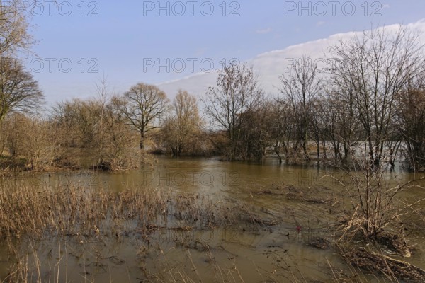 Floods on the banks of the Rhine, trees and bushes in the middle of the floods on the Rhine near