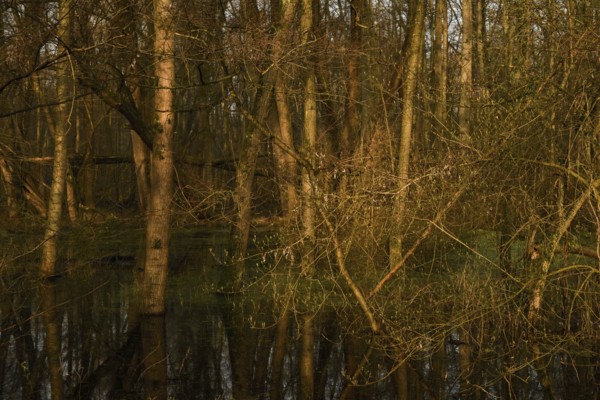 At high water levels... near-natural marshy forest, alluvial forest with alders, poplars, ash trees