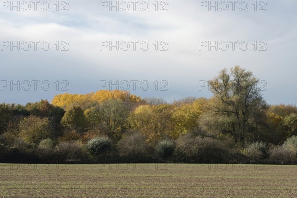 Explosion of colours... Leaves changing colour in the Latumer Bruch (Meerbusch, North