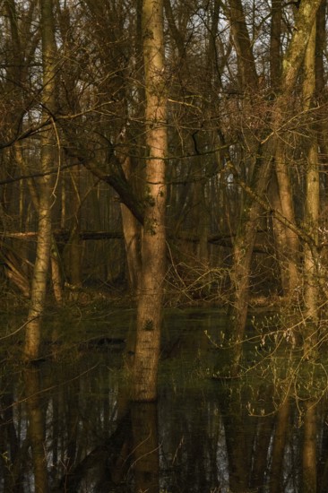 At high water levels... near-natural marshy forest, alluvial forest with alders, poplars, ash trees