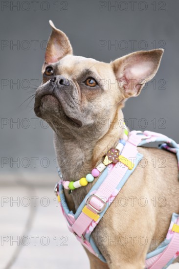 Portrait of French Bulldog with long healthy nose wearing a y-shaped dog harness and necklace in