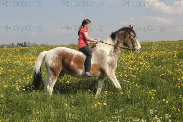 Girl riding a Crilollo gelding without saddle in a dandelion meadow (Taraxacum) Allgäu, Bavaria,