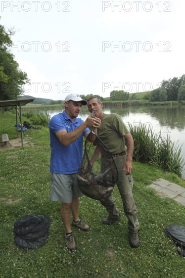 Fishermen, anglers, caught white fish (Leuciscinae) are weighed and then released, South Hungary,