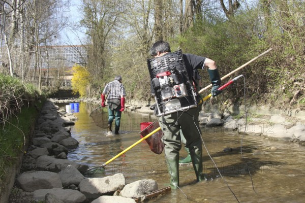Fishermen, anglers fishing with current in the town stream of Mindelheim, fish counting and species