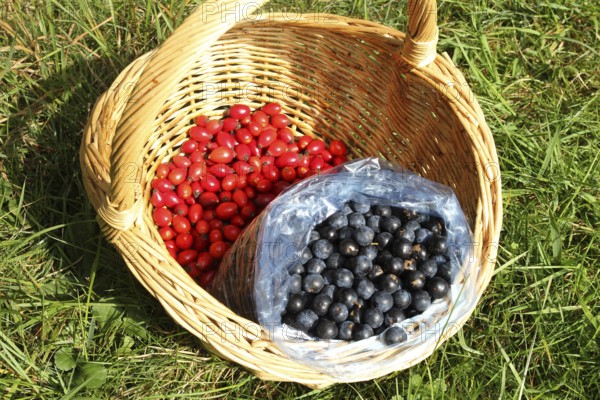 Blackthorn (Prunus spinosa) also known as sloe, ripe, dark blue fruits and the ripe, red fruits of