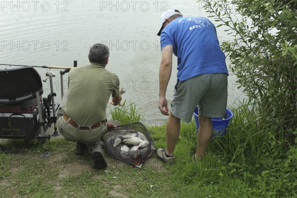 Fishermen, Anglers, Whitefish (Leuciscinae) are released again, Southern Hungary, Hungary, Southern